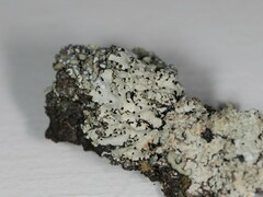 Hypotrachyna pustulifera