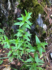 Swertia macrosperma