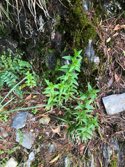 Swertia macrosperma