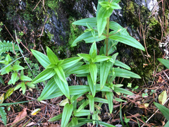 Swertia macrosperma