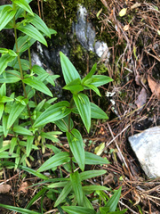 Swertia macrosperma