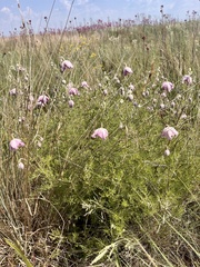 Clematis villosa