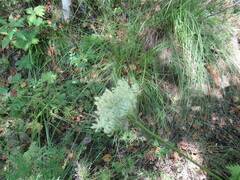 Seseli condensatum