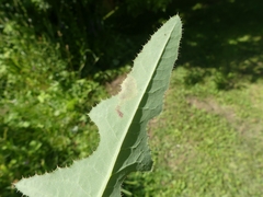 Liriomyza taraxaci