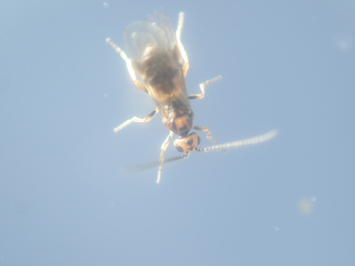 Habrobracon hebetor observed 2023-01-18