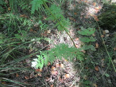Seseli condensatum