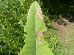 Liriomyza taraxaci