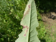 Liriomyza taraxaci