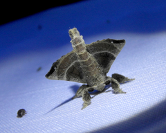 Olceclostera truncata