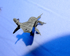 Olceclostera truncata