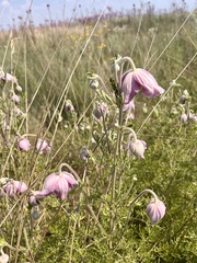 Clematis villosa