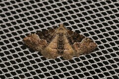 Aporoctena scierodes