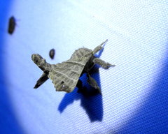 Olceclostera truncata