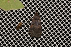 Hydrillodes funestalis