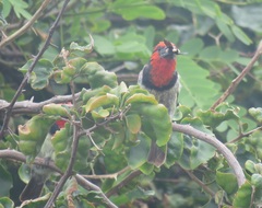 Lybius torquatus torquatus