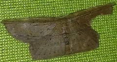 Phalacra