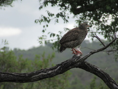 Pternistis natalensis