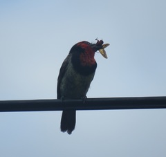 Lybius torquatus torquatus