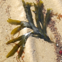 Fucus vesiculosus