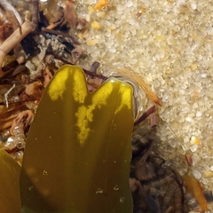 Fucus vesiculosus