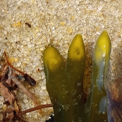 Fucus vesiculosus