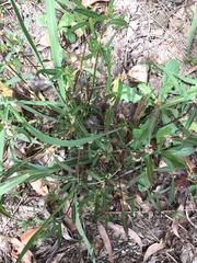 Alternanthera denticulata