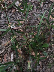 Alternanthera denticulata