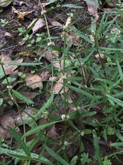 Alternanthera denticulata