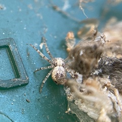 Philodromus