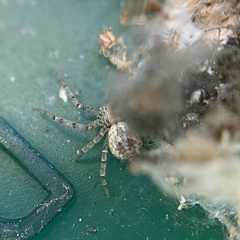 Philodromus