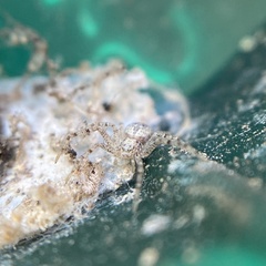 Philodromus