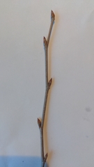 Ulmus thomasii