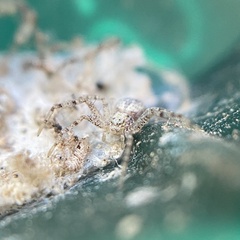 Philodromus