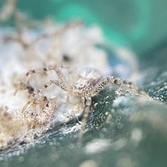 Philodromus