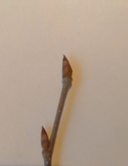 Ulmus thomasii
