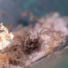 Philodromus
