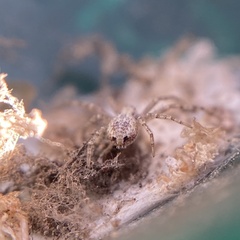 Philodromus