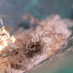 Philodromus