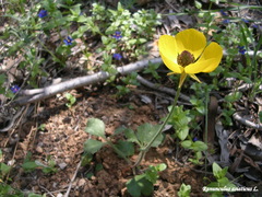 Ranunculus asiaticus