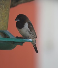 Spermestes cucullata scutata