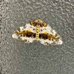 Abraxas miranda aesia