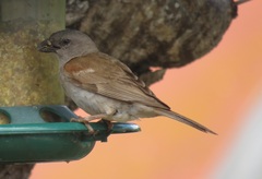 Passer diffusus stygiceps