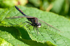 Leucorrhinia rubicunda