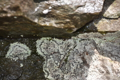 Arctoparmelia centrifuga