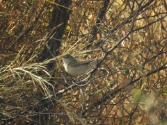 Iduna caligata