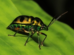 Chrysocoris dilaticollis