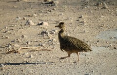 Nothoprocta cinerascens