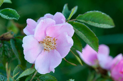 Rosa glabrifolia