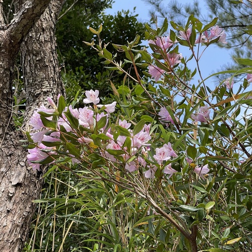 Rhododendron tashiroi, photograph 6