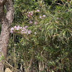 Rhododendron tashiroi